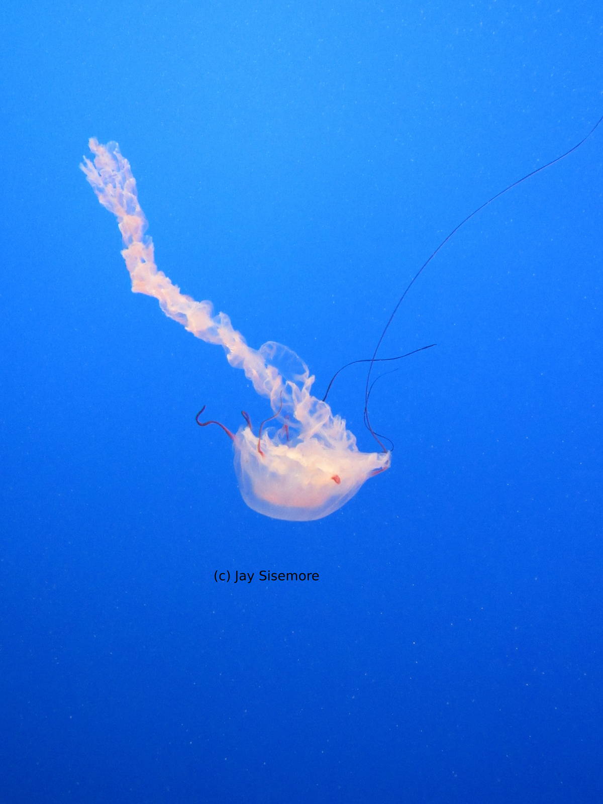 Purple Striped Jelly