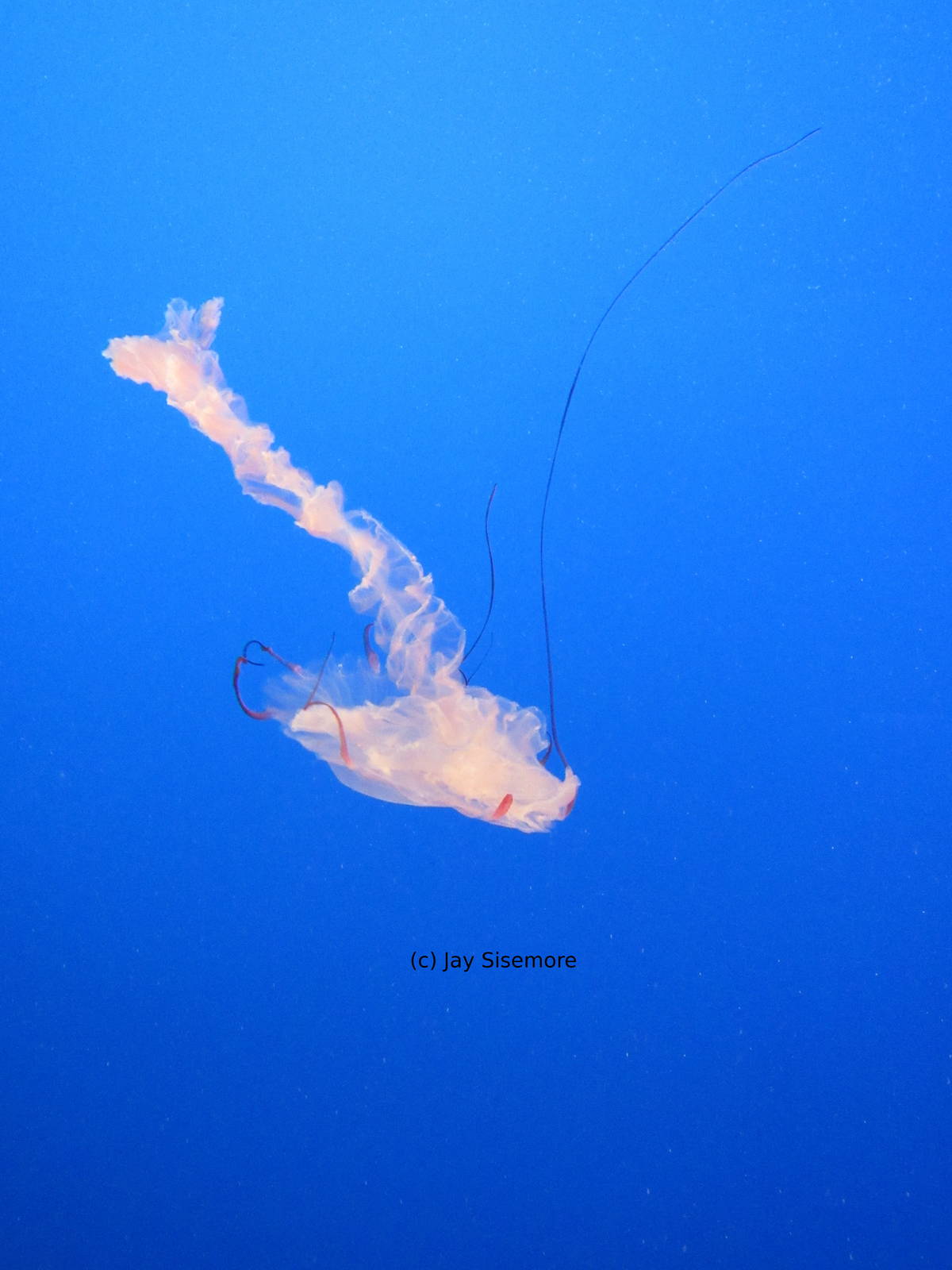 Purple Striped Jelly