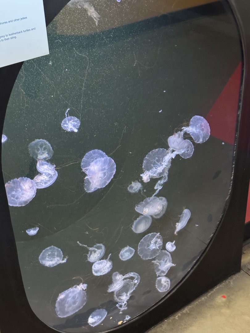 Purple-Striped Jelly