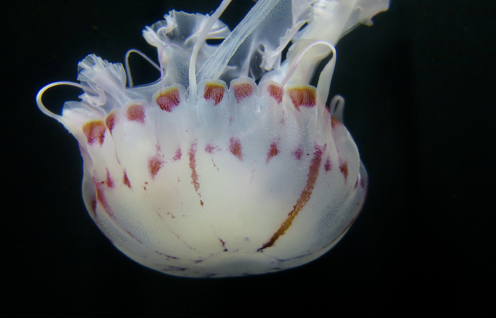 Purple-Striped Jellyfish (Chrysaora colorata)