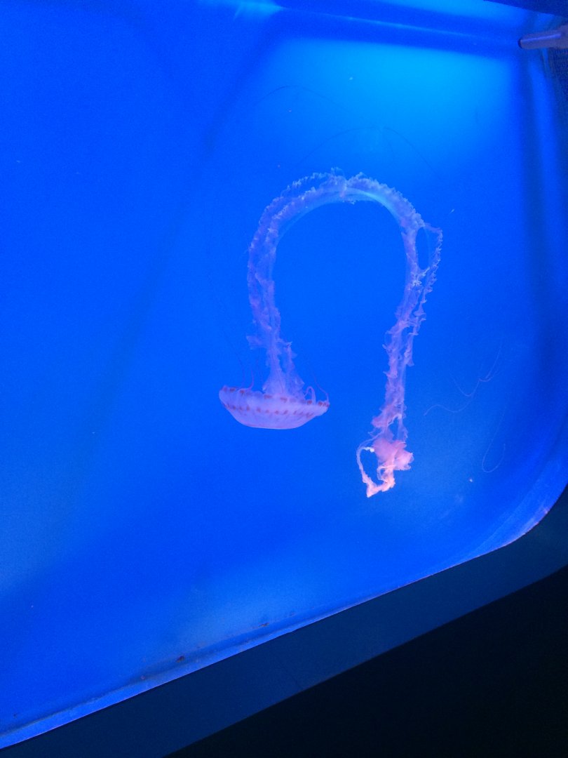 Purple striped jellyfish