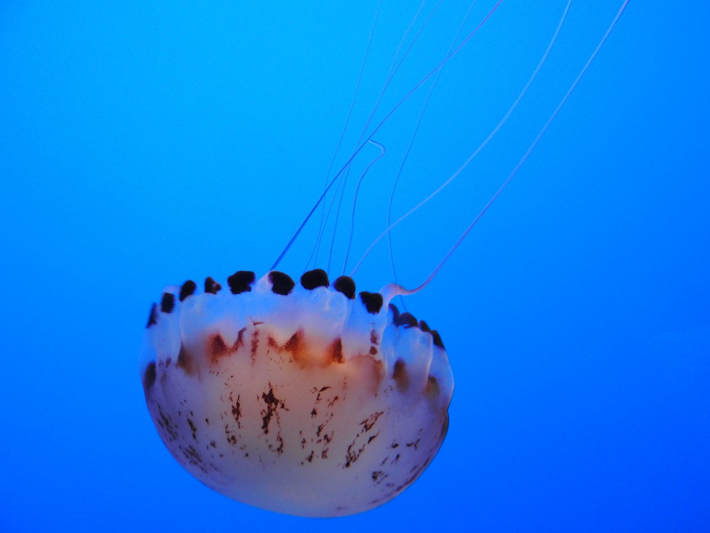 Purple-striped Jellyfish