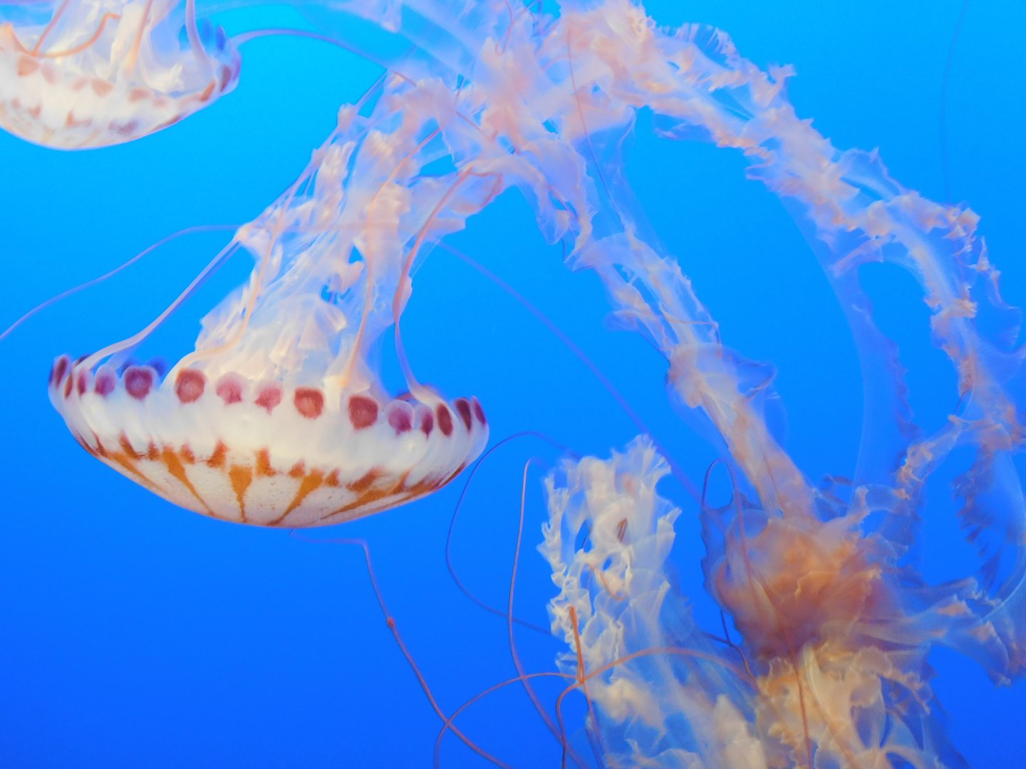 Purple-Striped Jellyfish