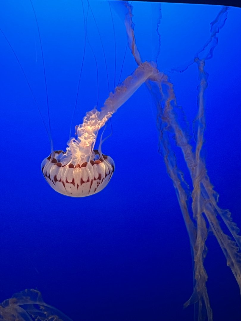 Purple Striped Jellyfish