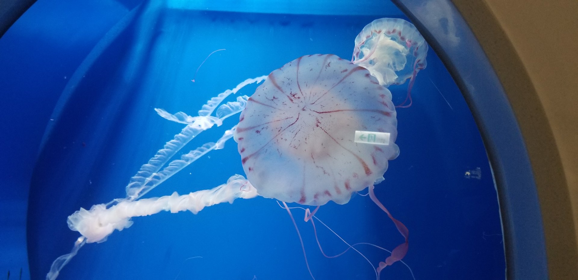 Purple-Striped Jellyfish