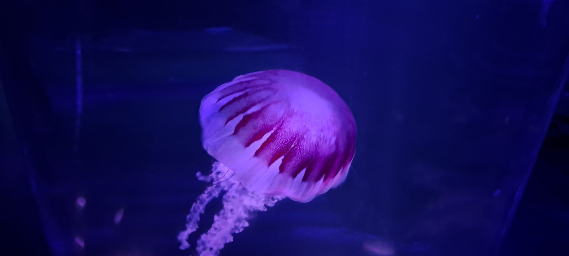 Purple-striped Jellyfish