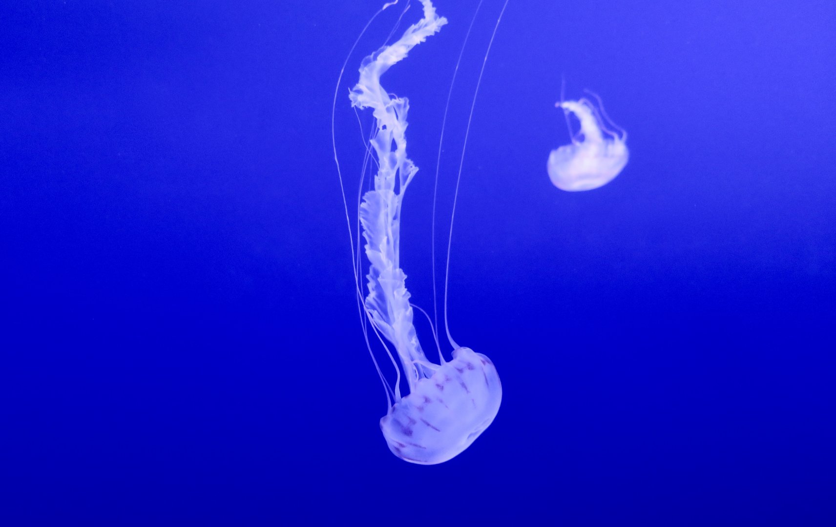 Purple-Striped Sea Nettle (Chrysaora colorata)