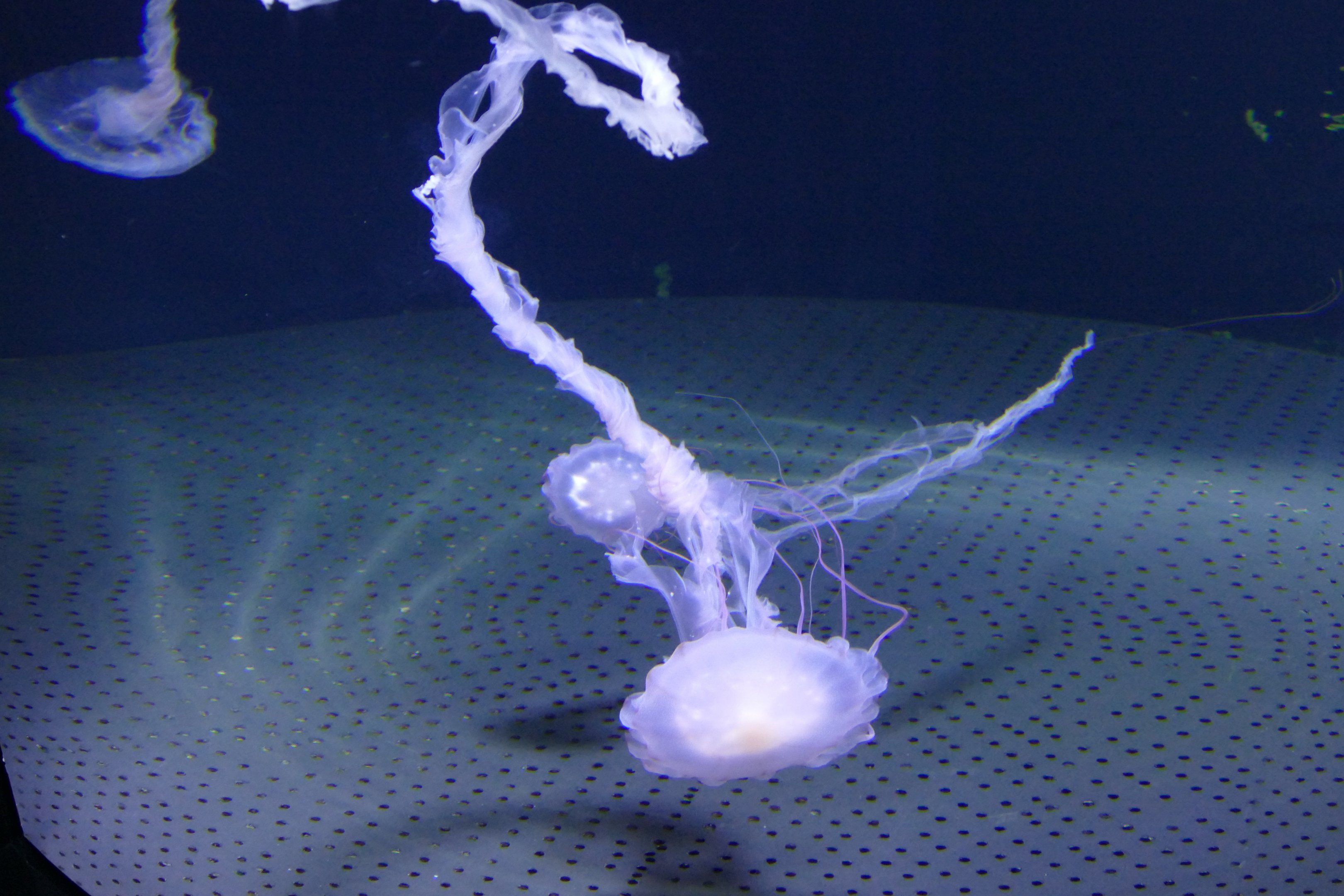 Purple-striped sea nettle