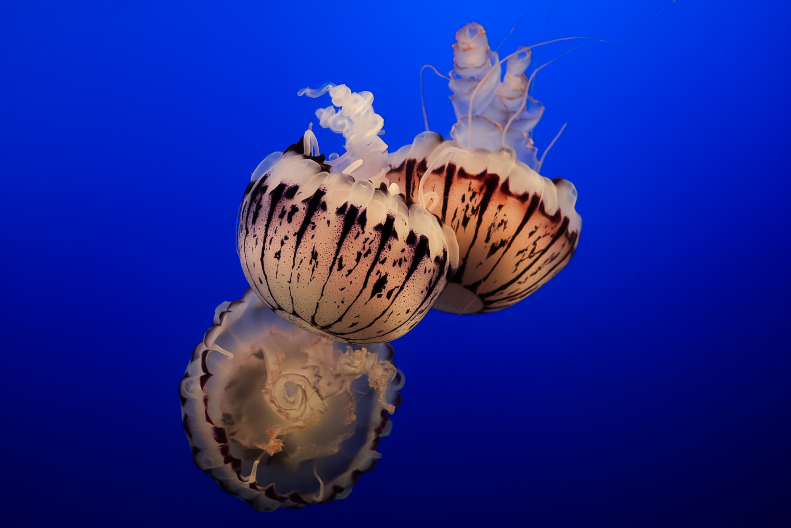 Purple Striped Sea Nettles