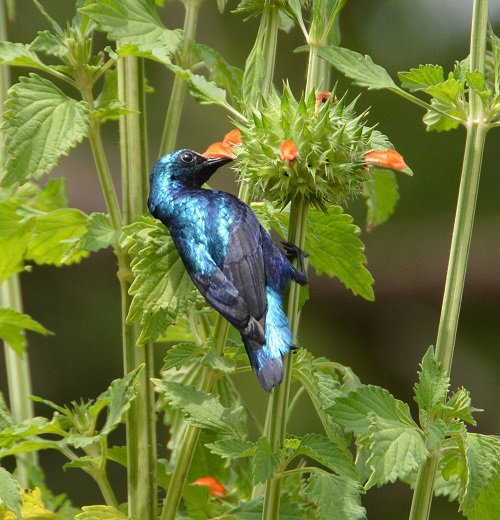Purple sunbird