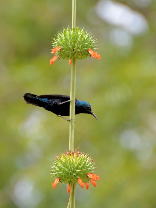 Purple sunbird