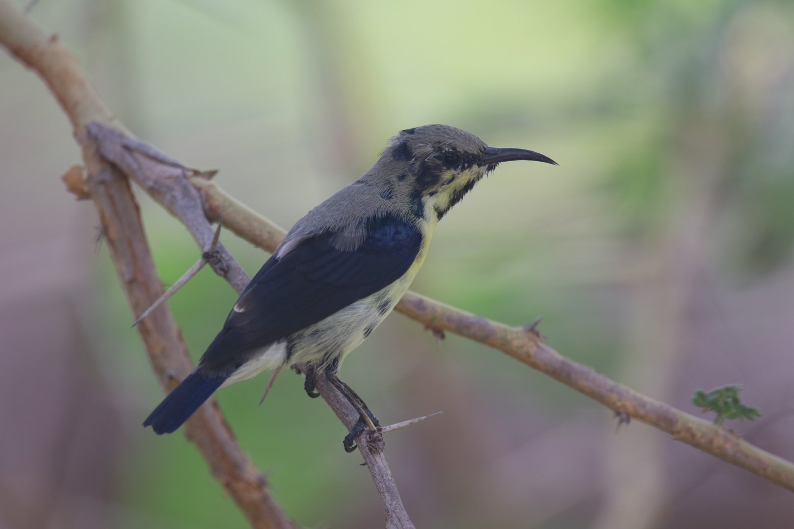 Purple sunbird