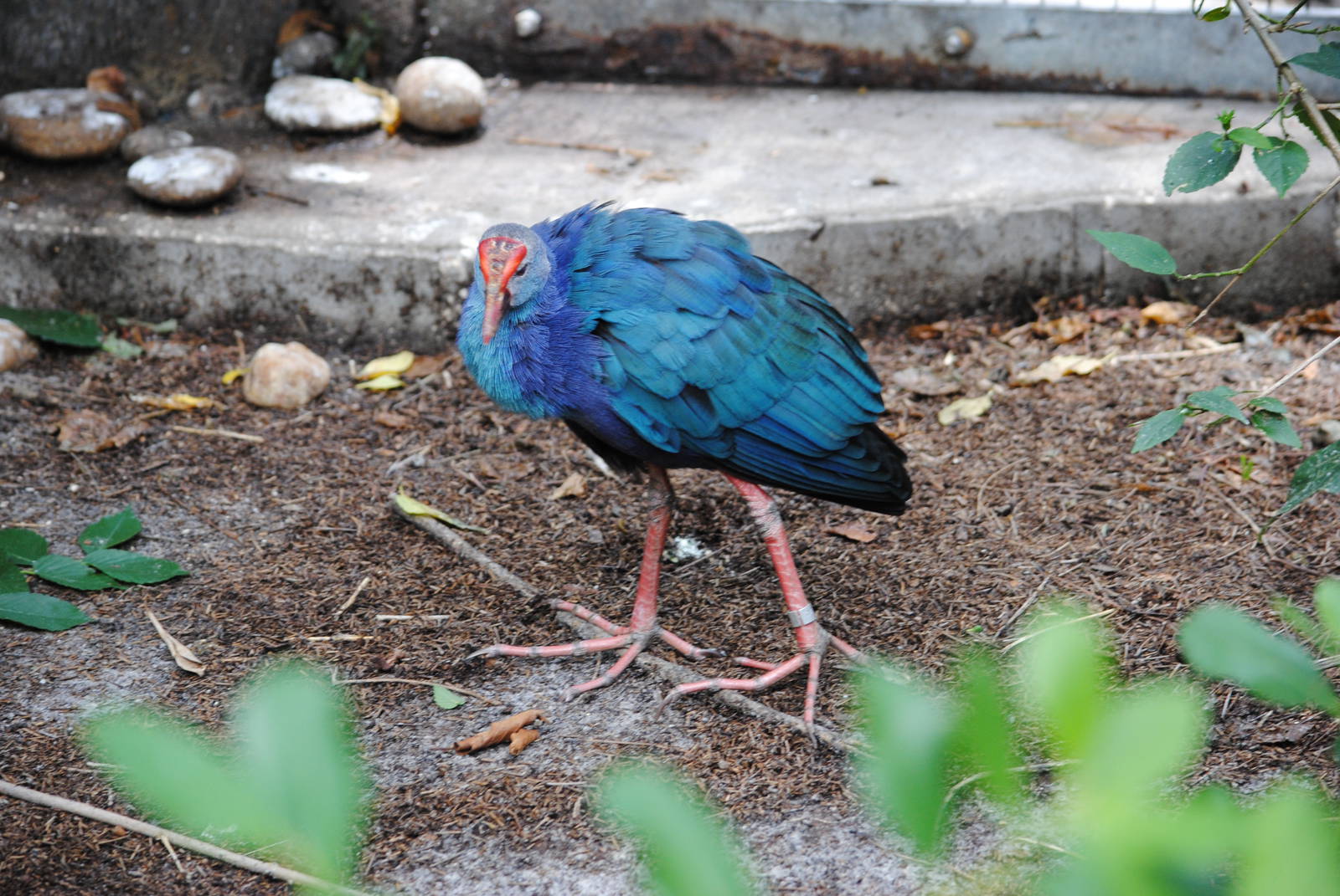 Purple Swamp-hen