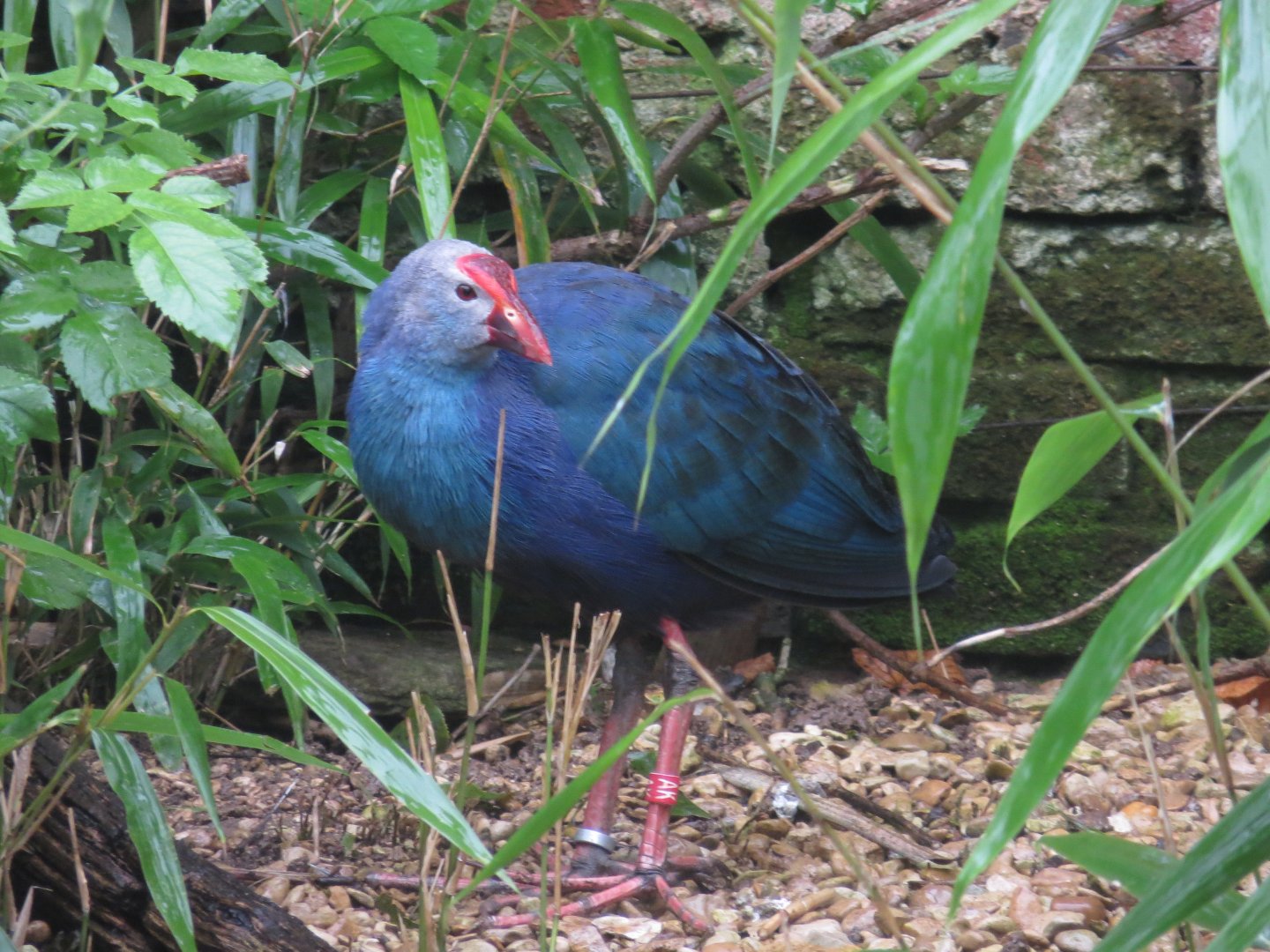 Purple swamphen 071019