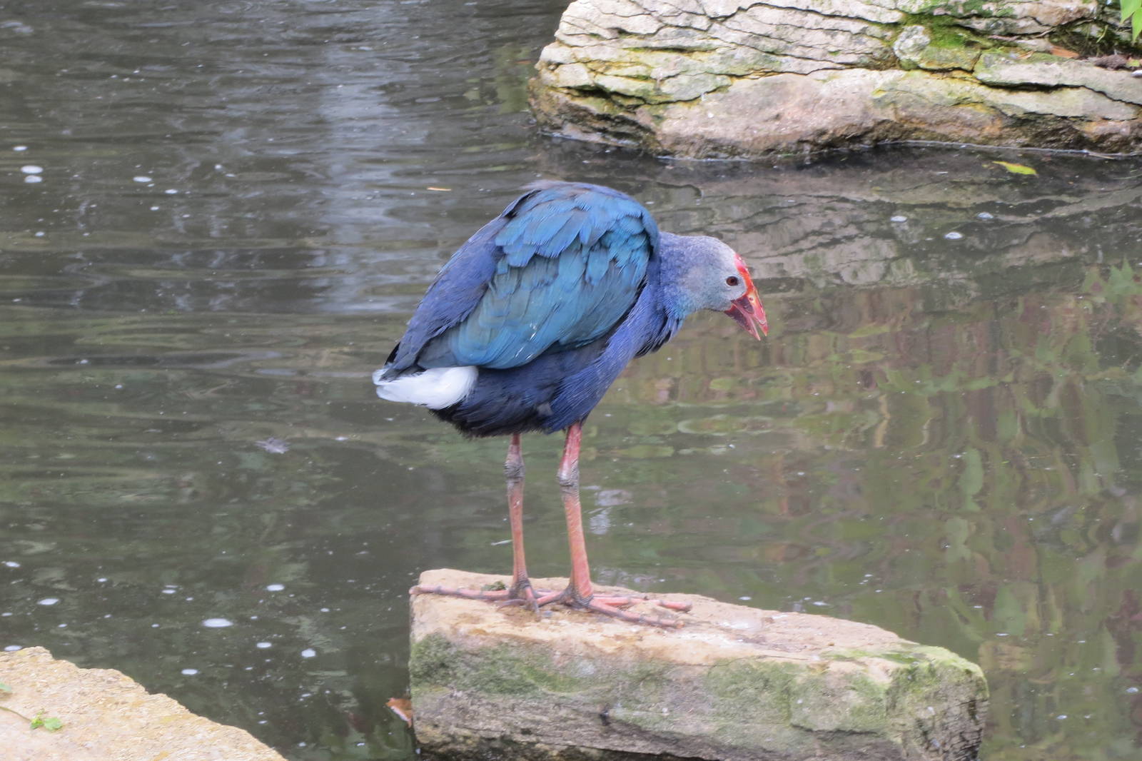 Purple Swamphen 08/14