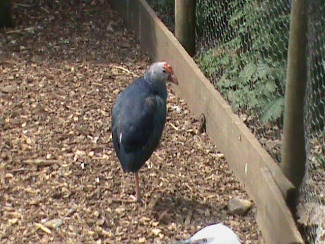 Purple swamphen 300411