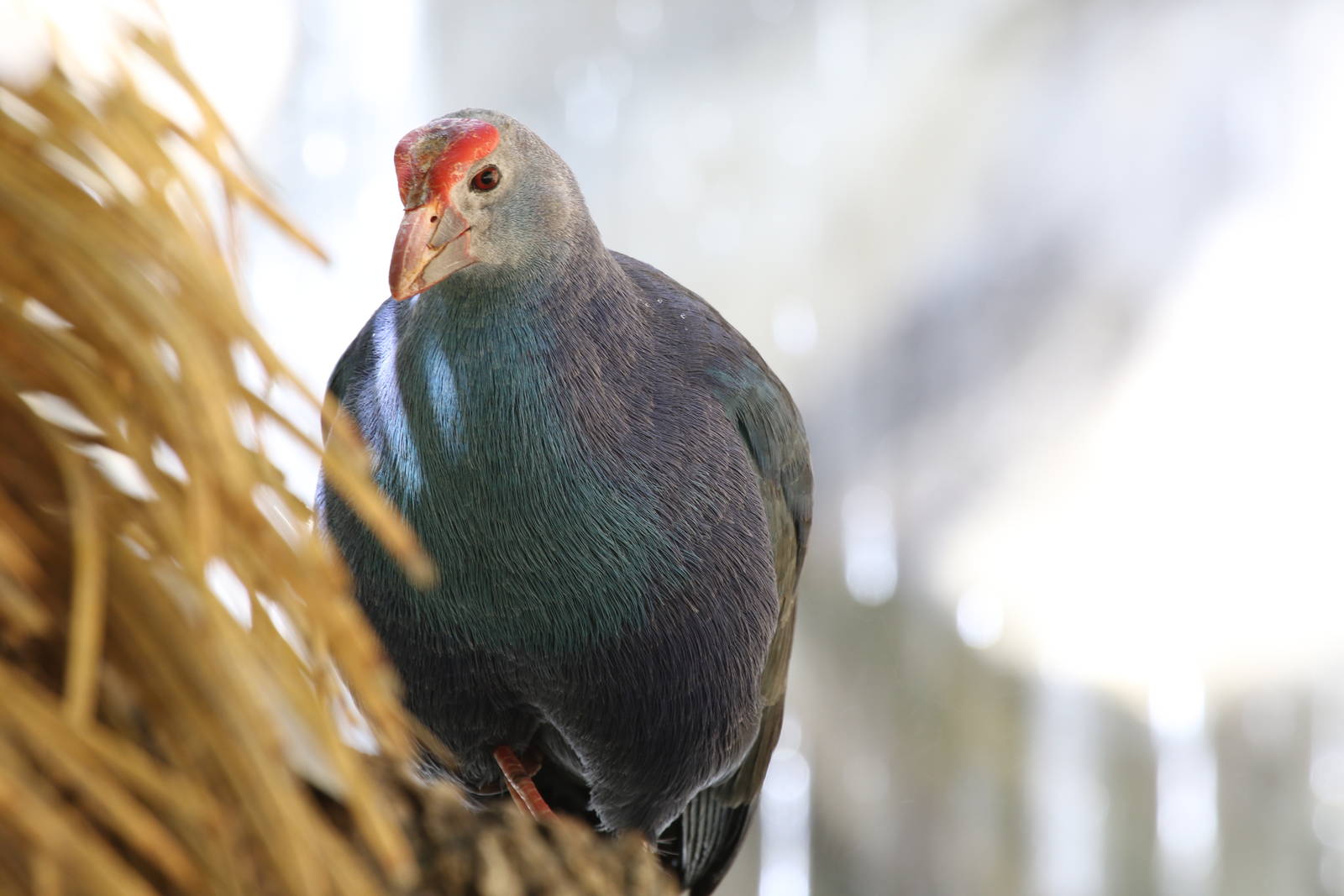 Purple Swamphen at LA Zoo 16th April 2016