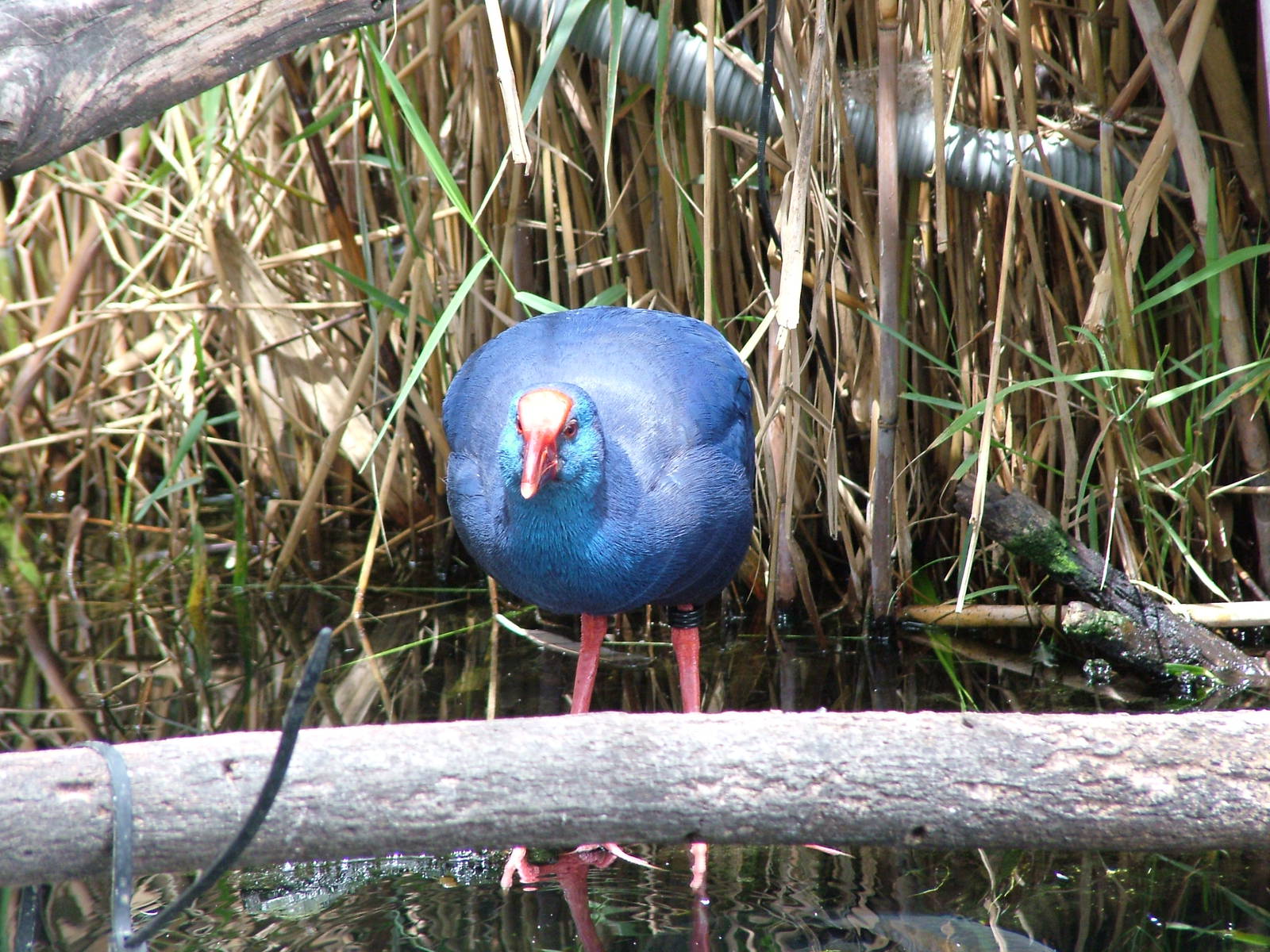 Purple Swamphen at Oceanografic, 29/05/11