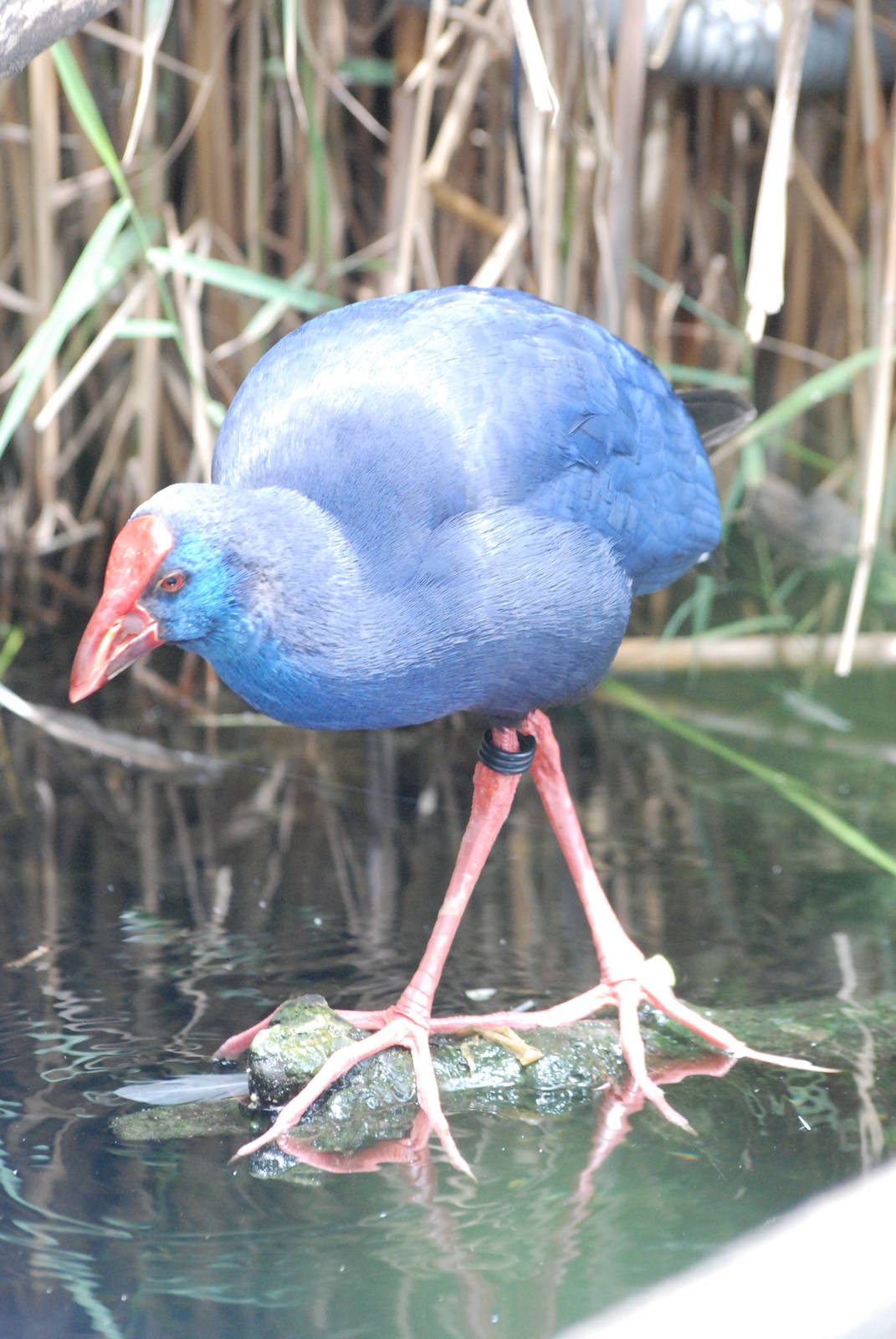 Purple Swamphen at Oceanografic, 29/05/11