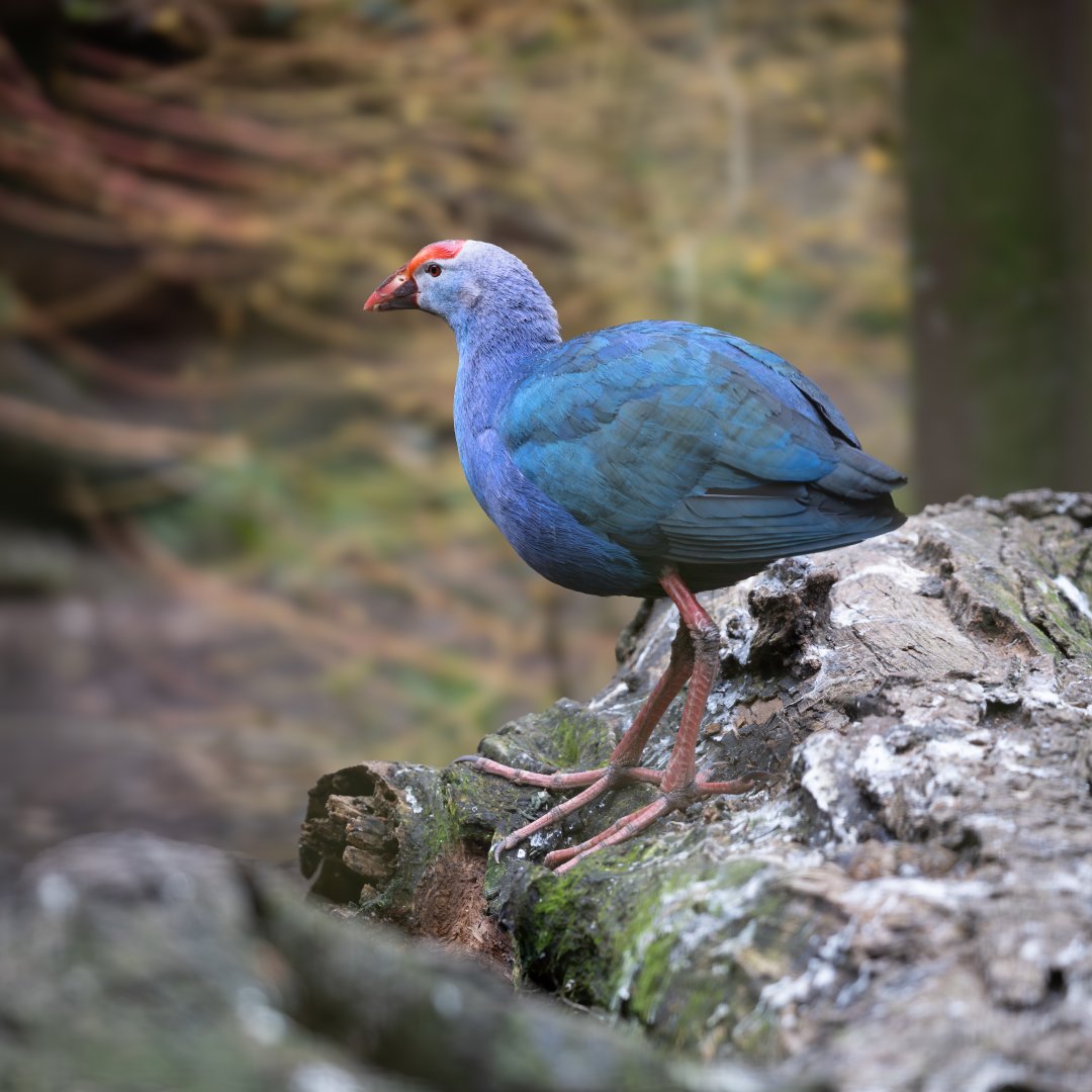 Purple Swamphen/ Cotswold Wildlife Park / 5-4-23