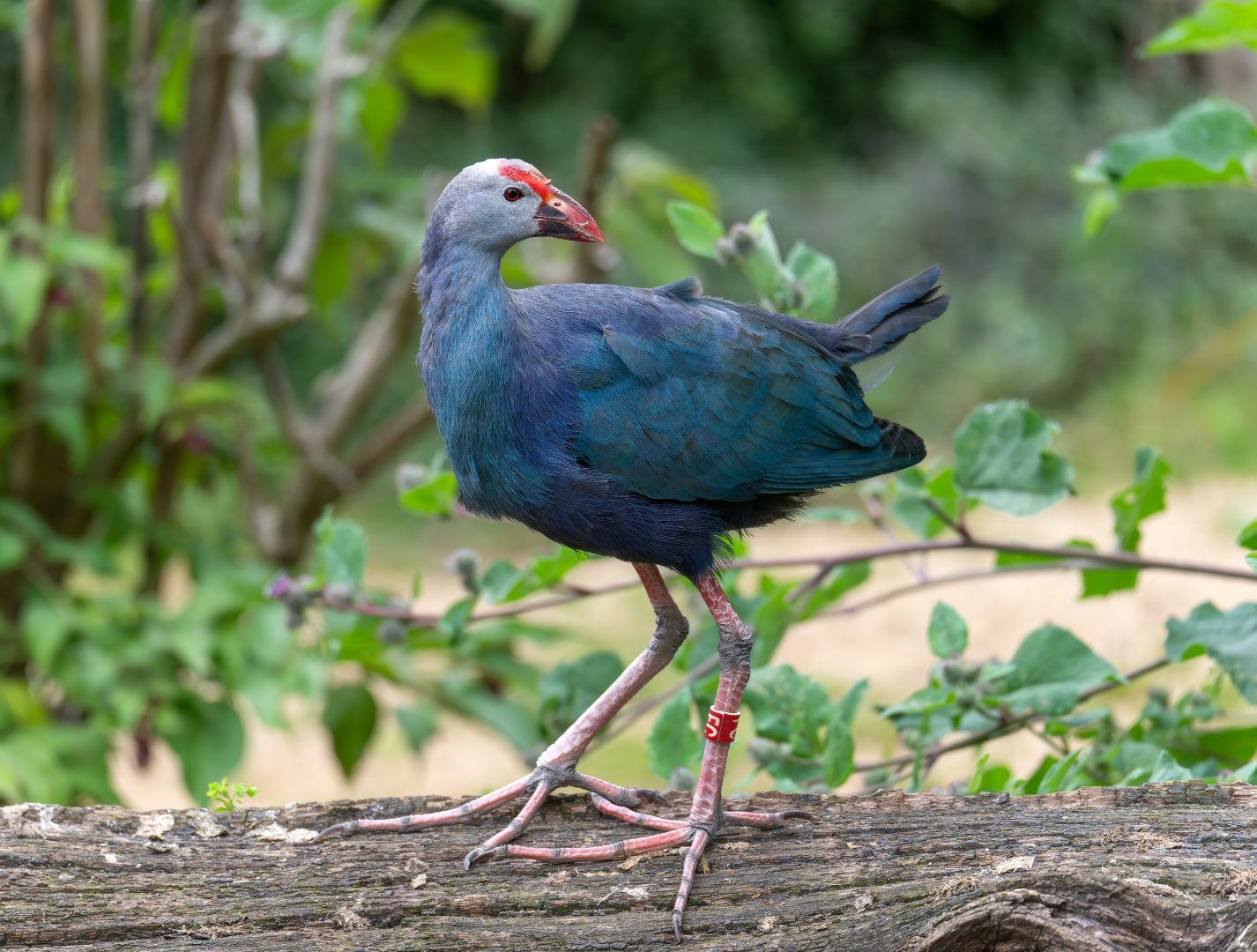 Purple swamphen, CWP, UK