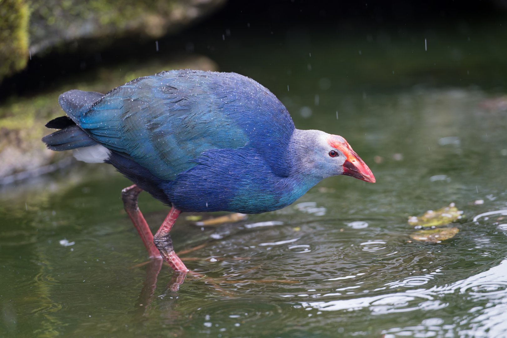 Purple Swamphen, CWP, UK