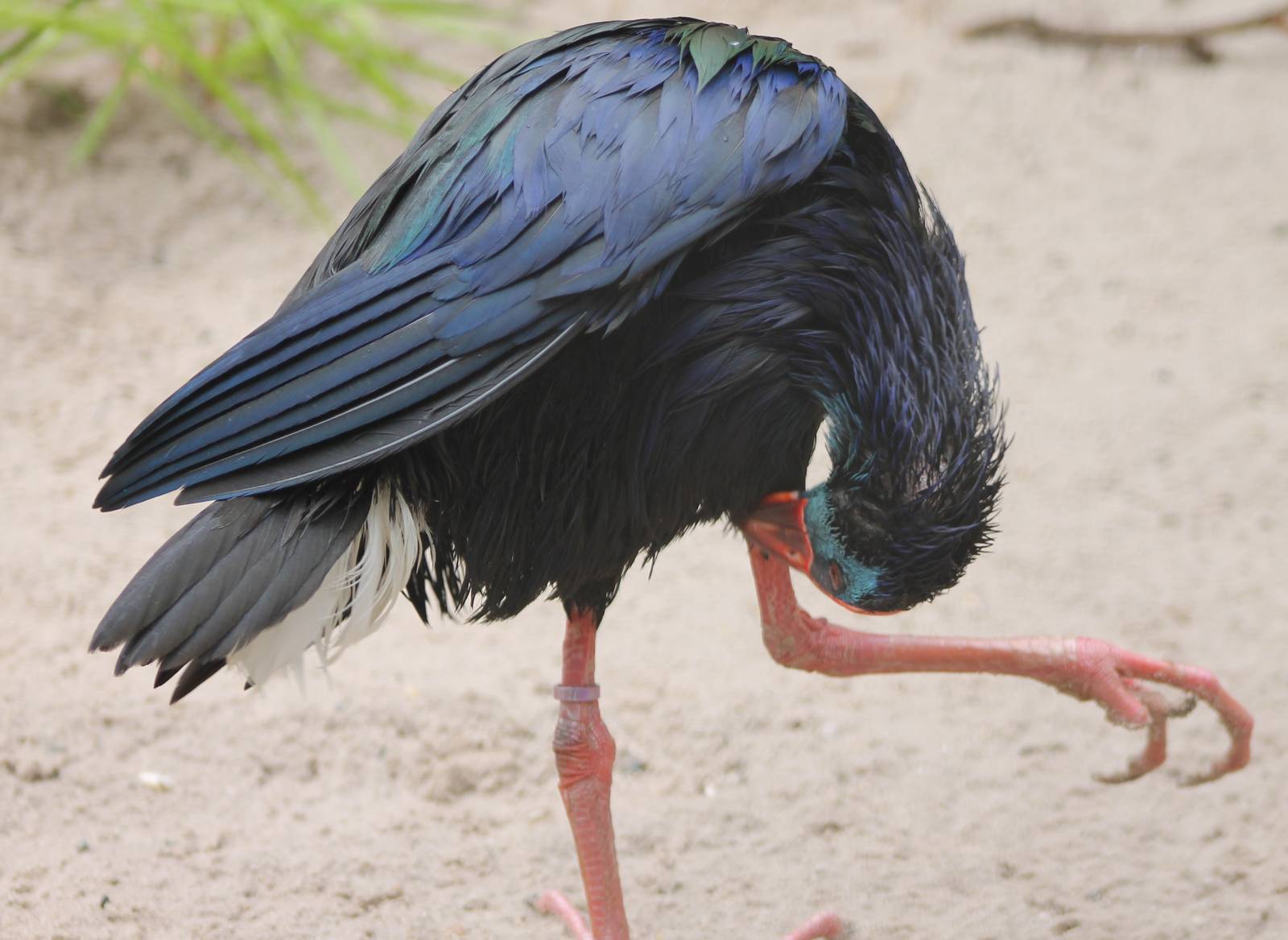 Purple swamphen / Gallinule