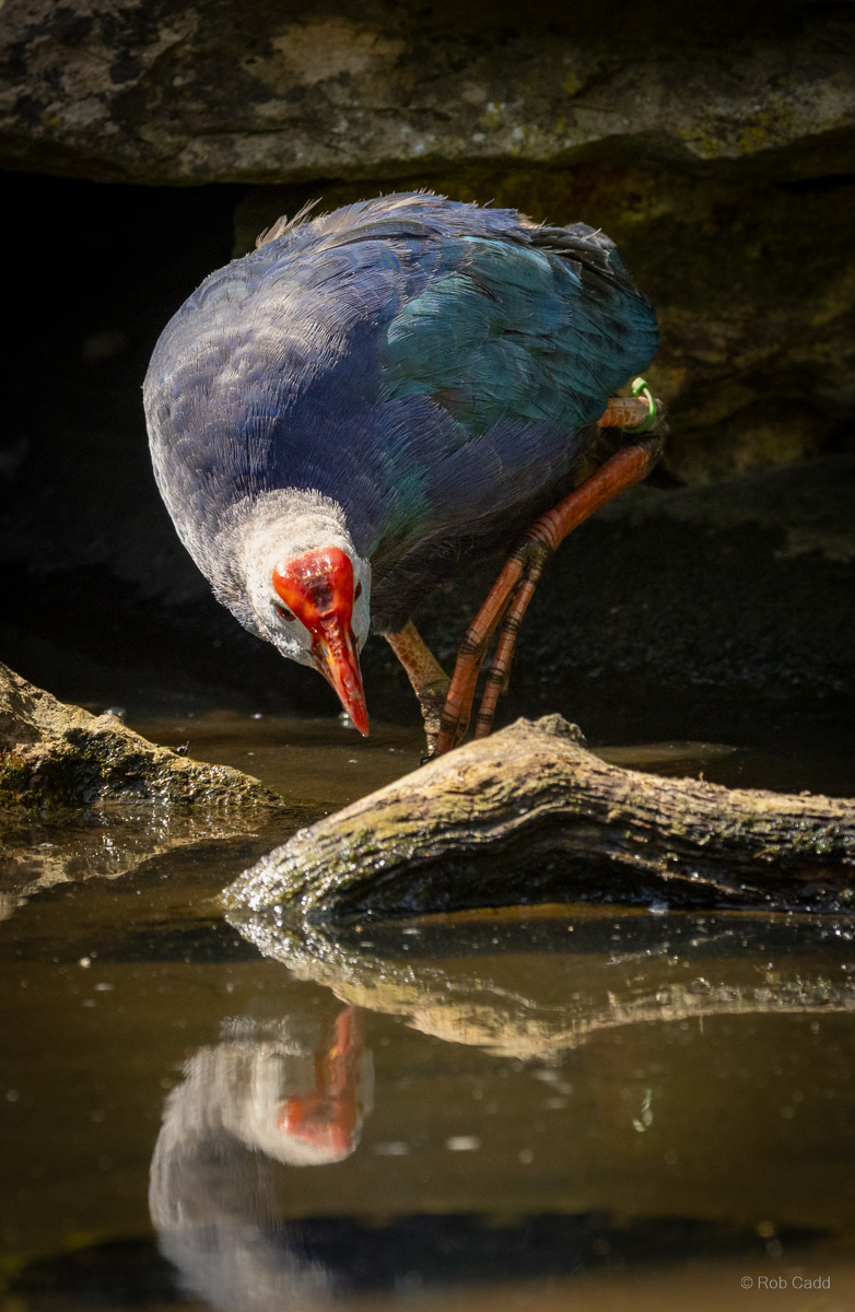 Purple swamphen / Grey-headed swamphen : Cotswold WP : 04 Jul 2025