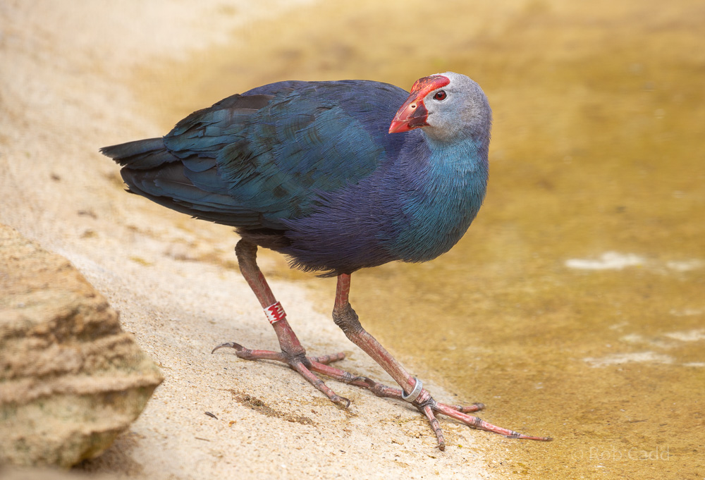 Purple swamphen (Grey-headed swamphen) : Cotswold WP : 14 Jun 2019