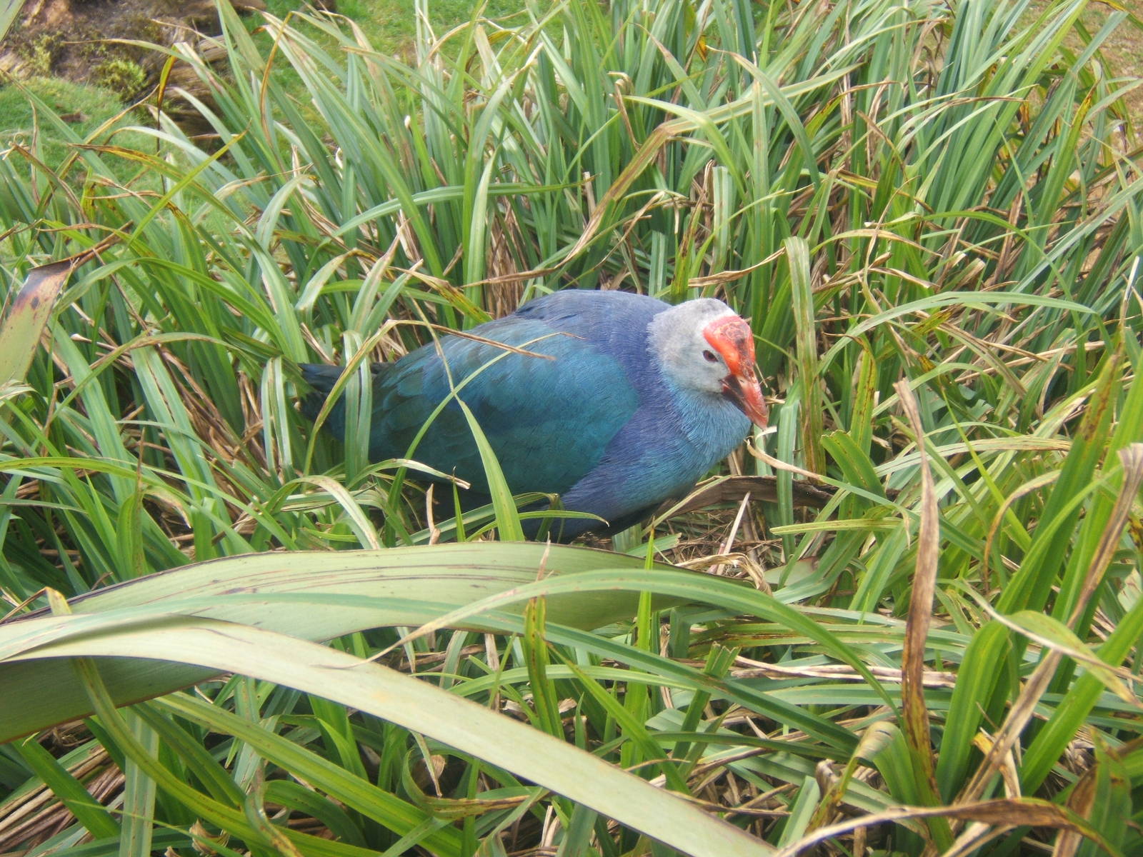 Purple Swamphen (Porphyio porphyio poliocephalus)