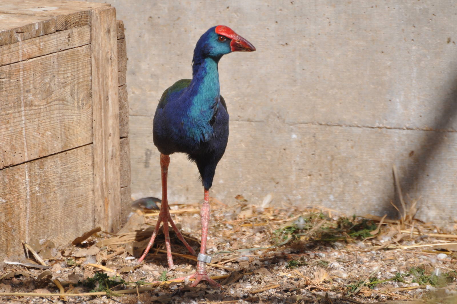 Purple swamphen/ Porphyrio porphyrio madagascariensis