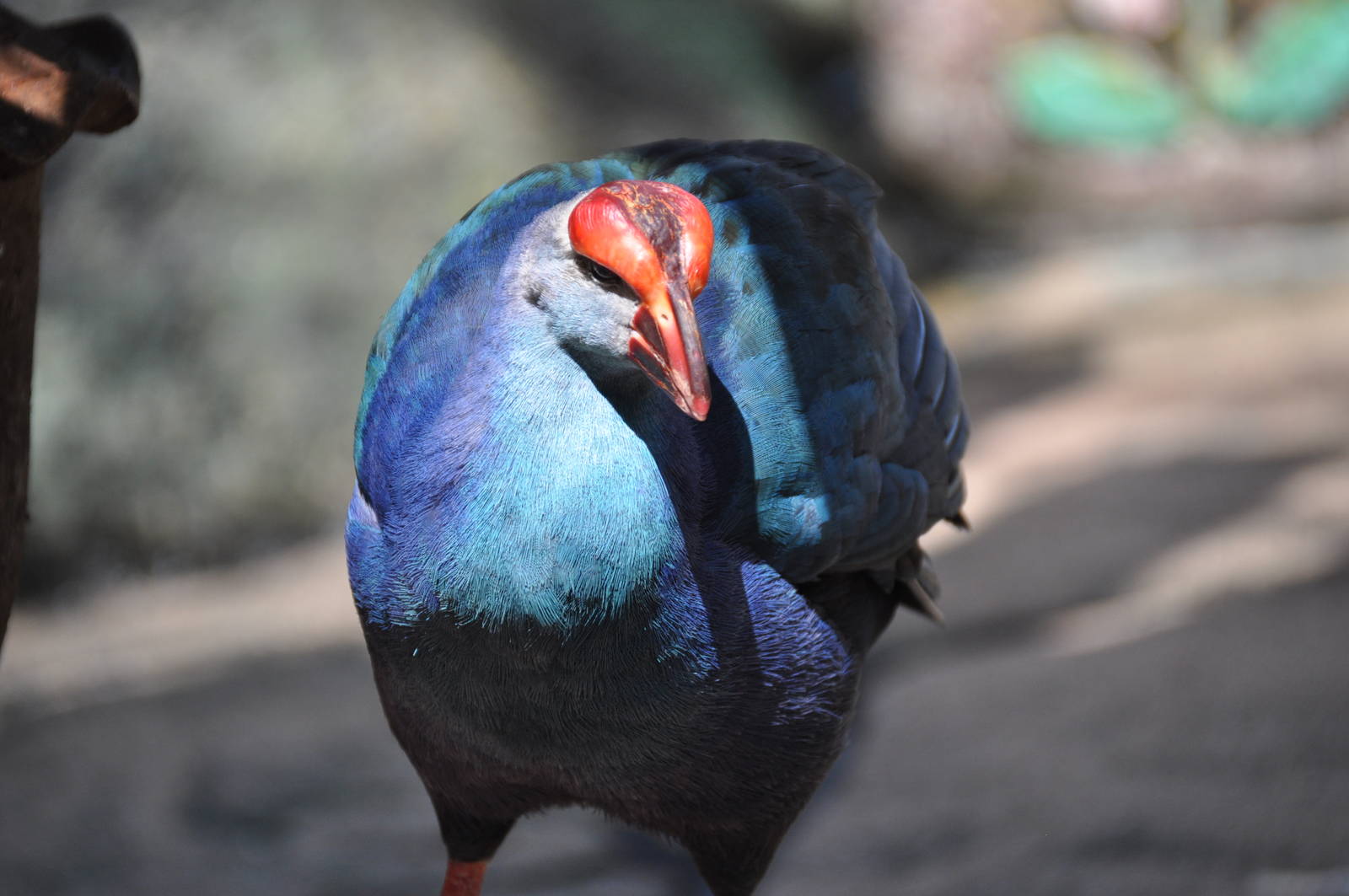 Purple swamphen/ Porphyrio porphyrio poliocephalus