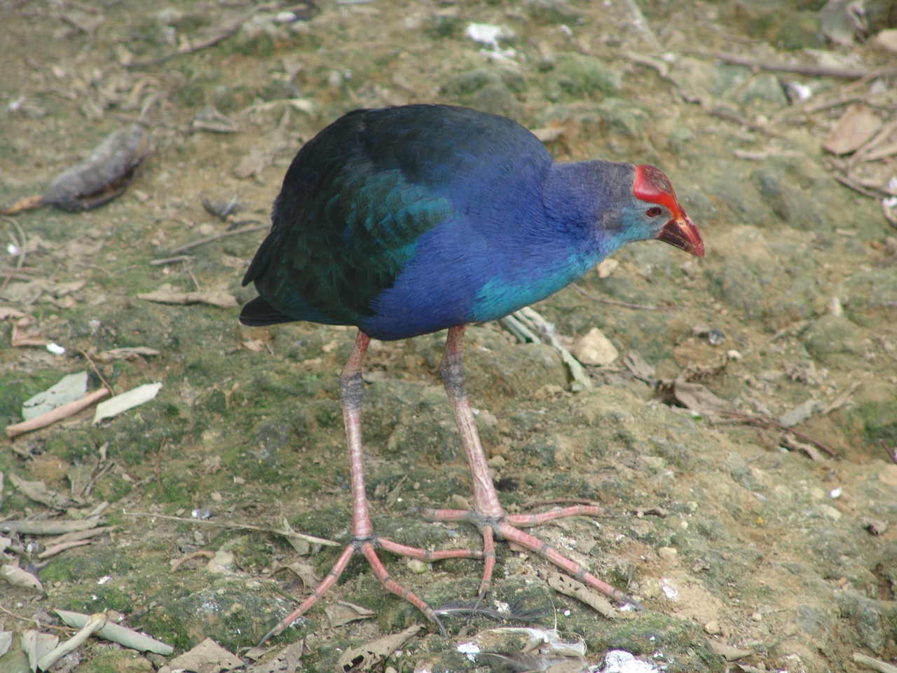 Purple Swamphen (Porphyrio porphyrio)