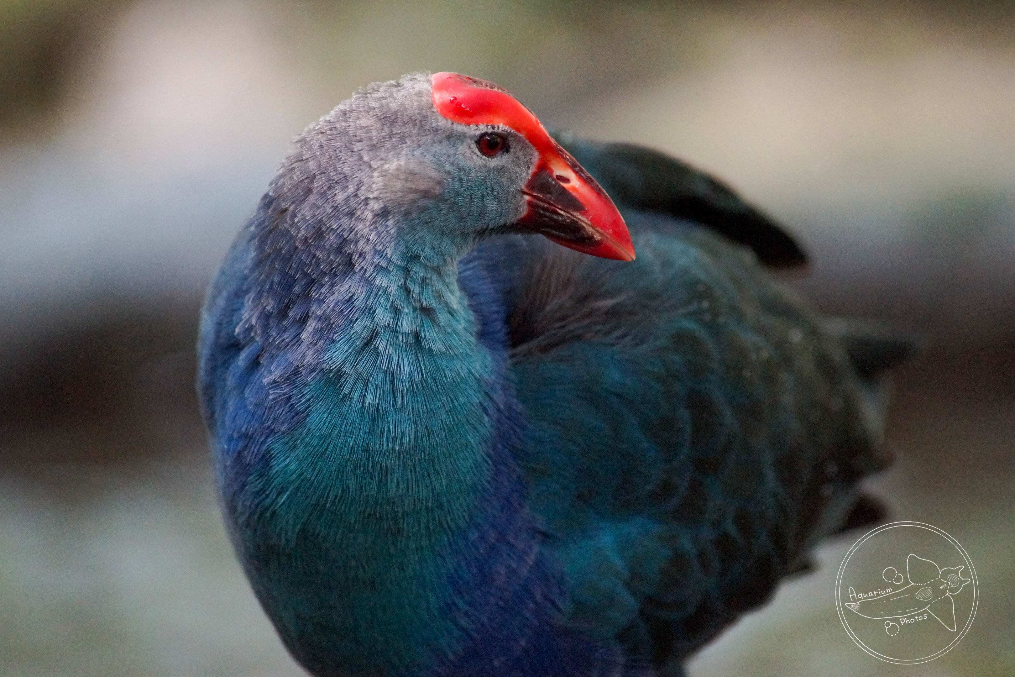 Purple Swamphen (Porphyrio sp.)