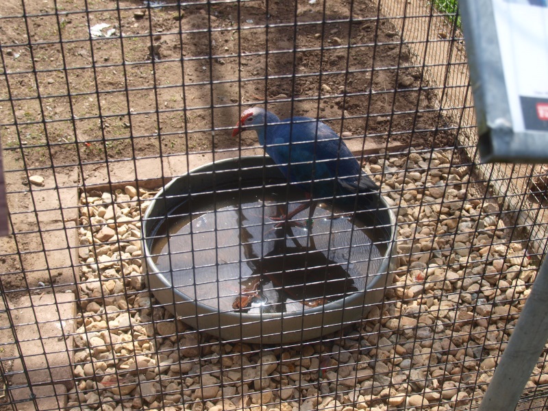 Purple swamphen water bowl (April 19th, 2015)