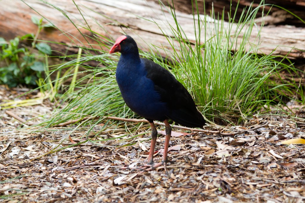 Purple Swamphen - wild