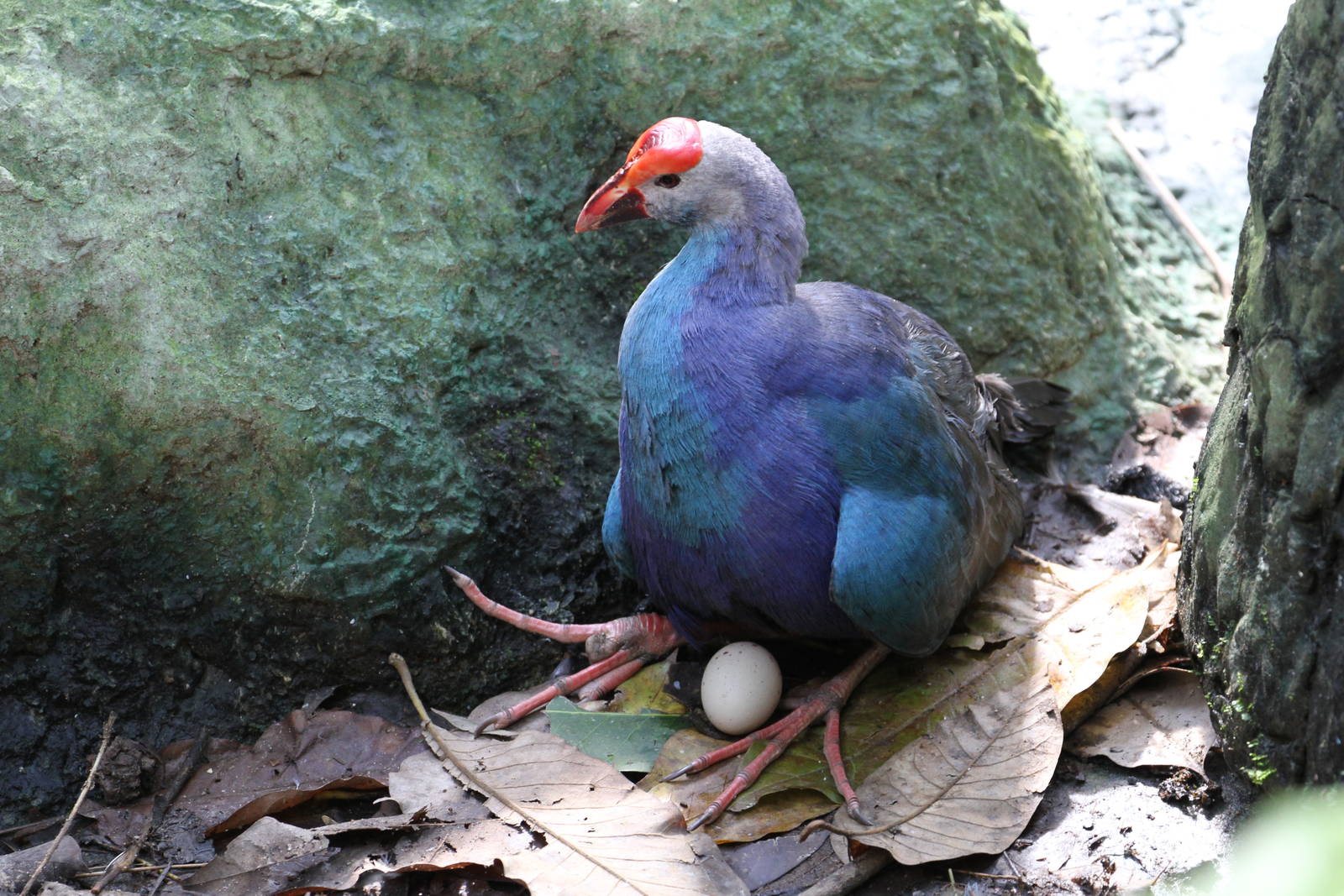 Purple Swamphen with Egg
