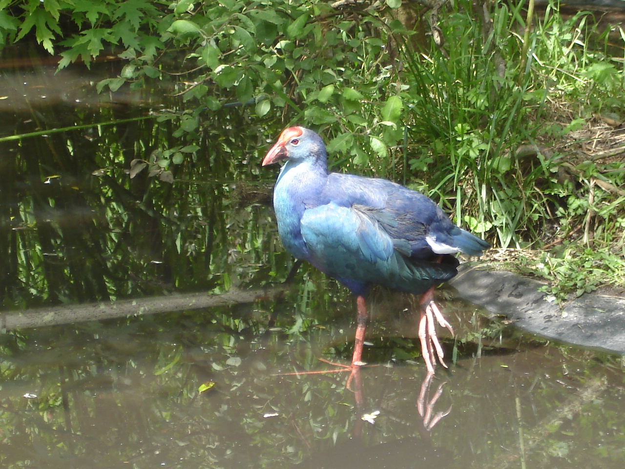 Purple swamphen