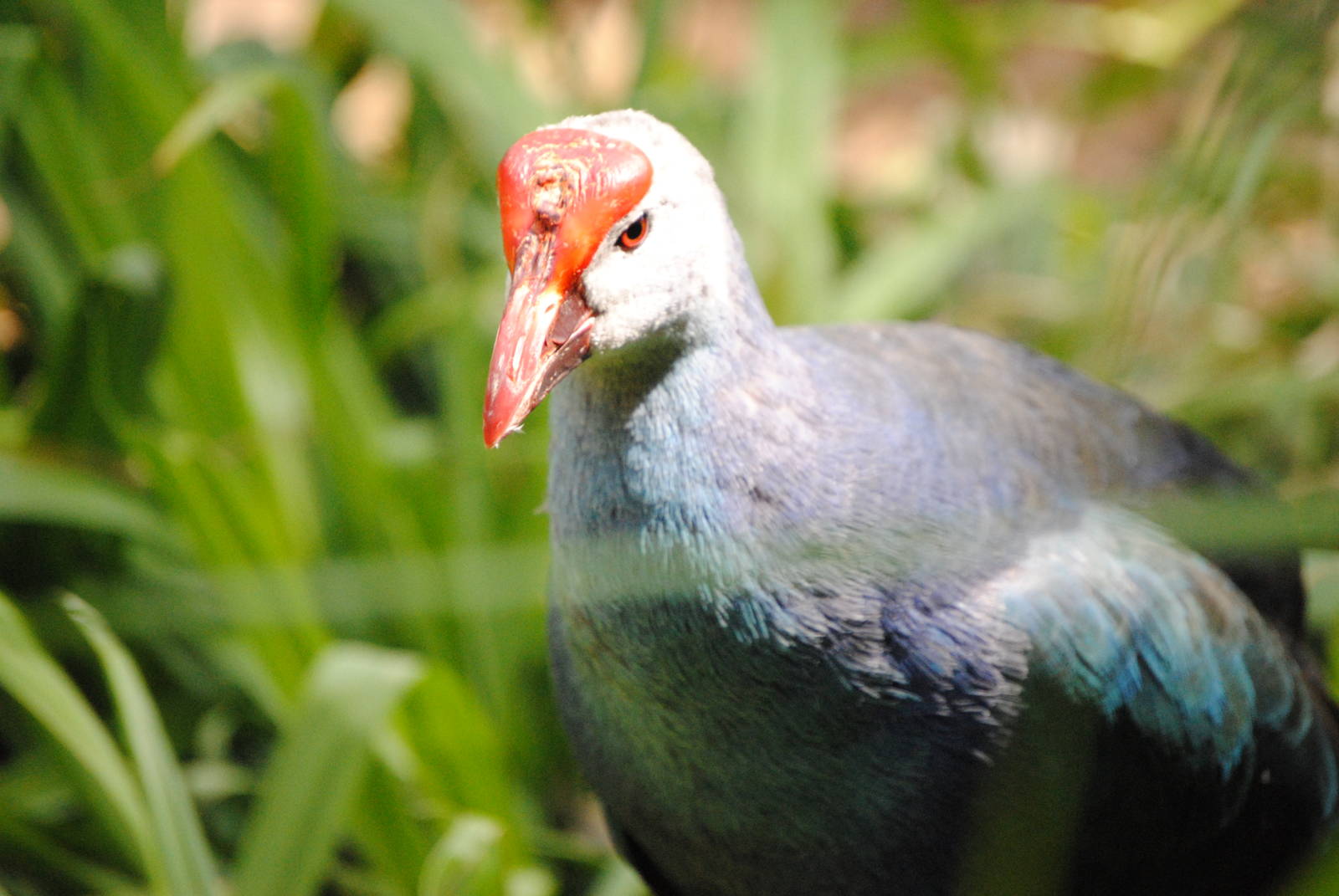 Purple Swamphen