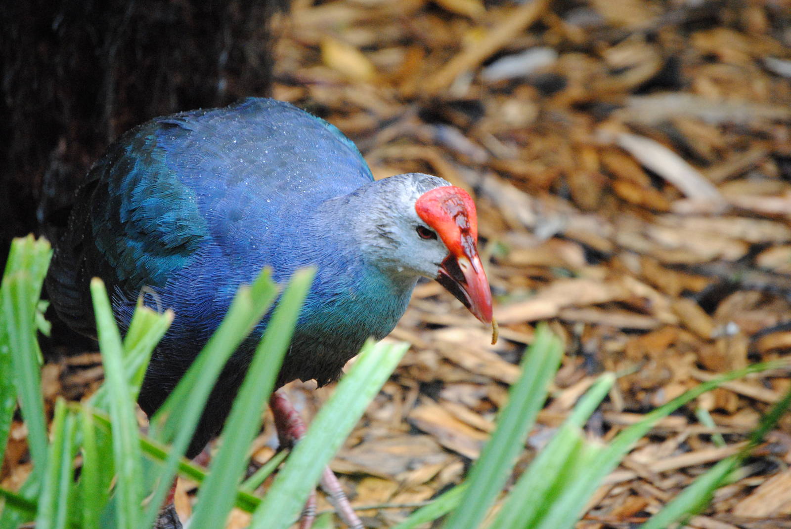 Purple Swamphen