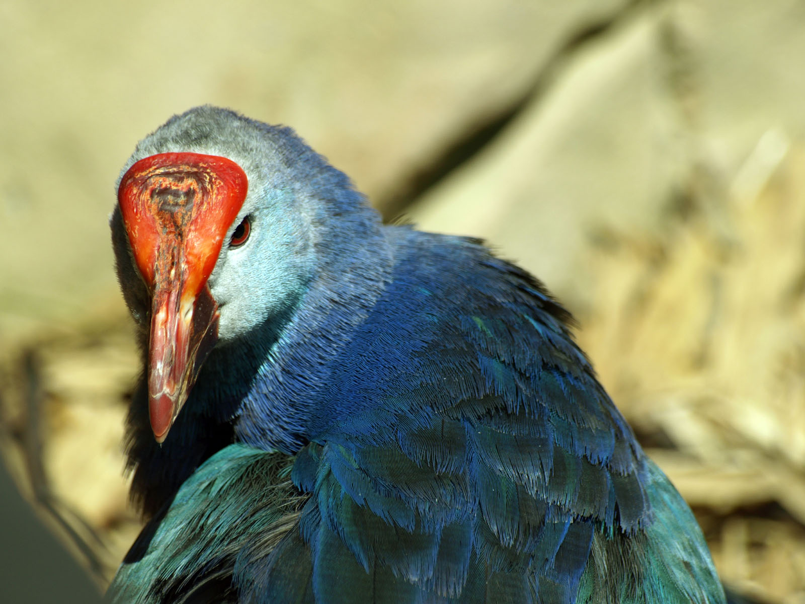 Purple swamphen