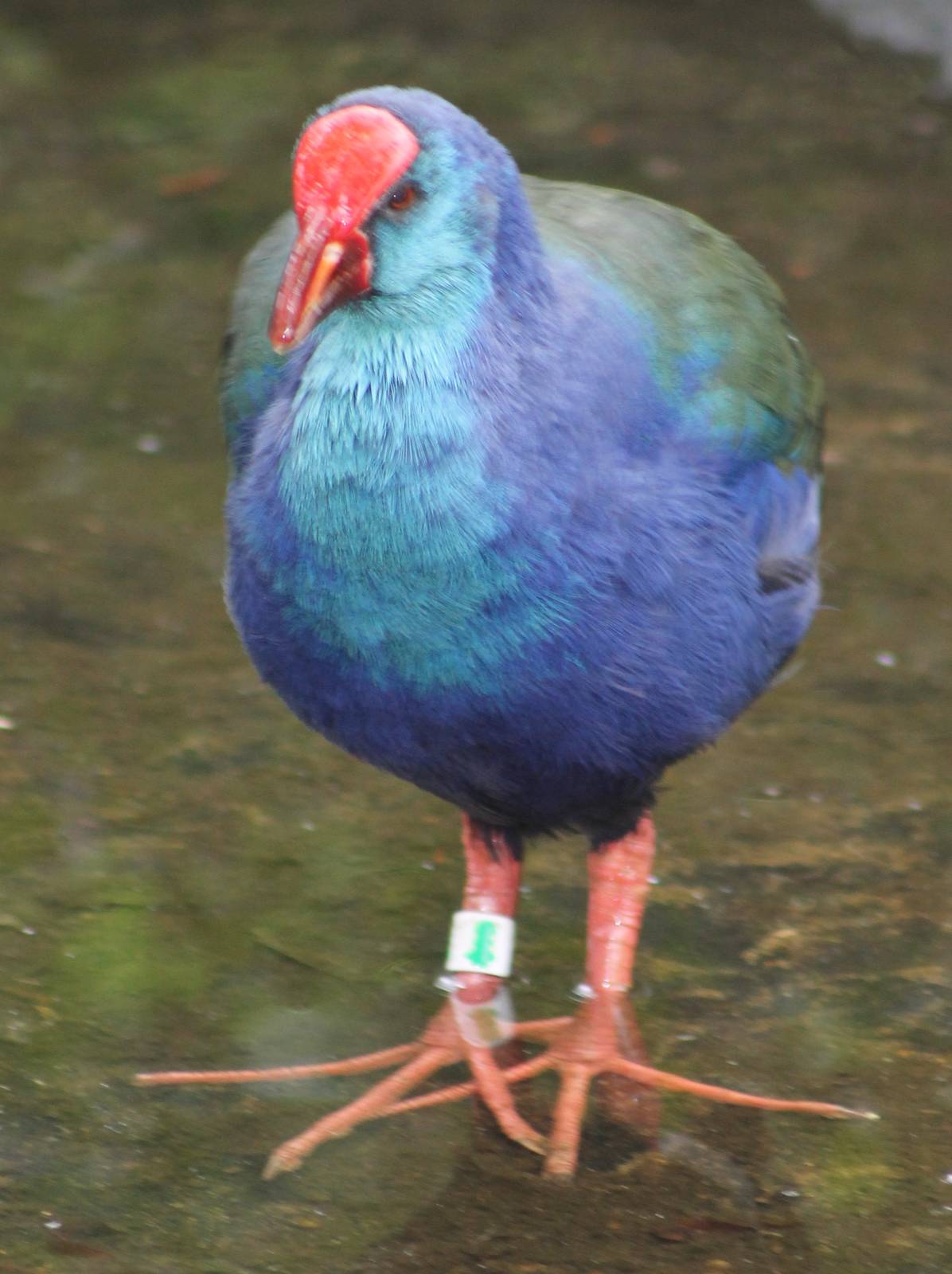 Purple swamphen