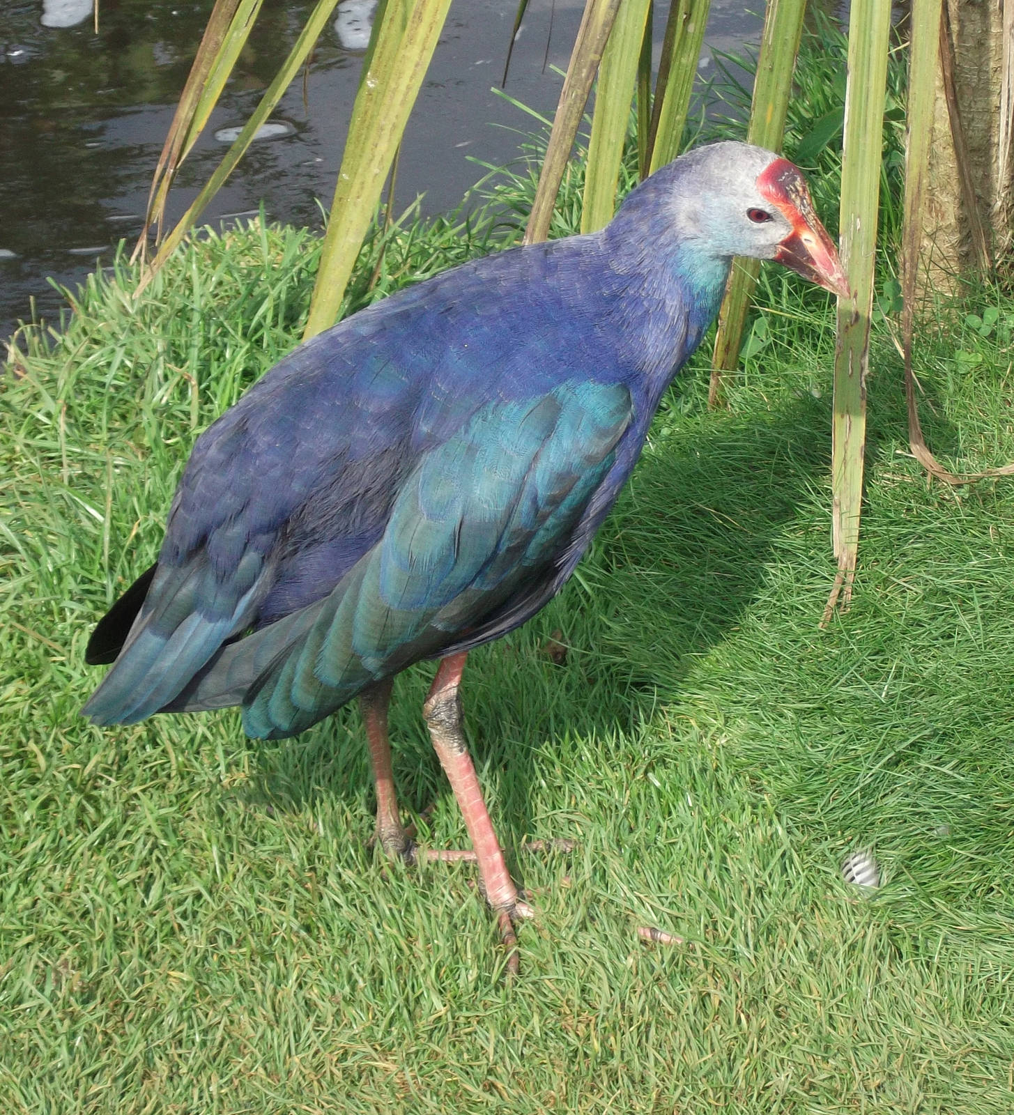 Purple Swamphen