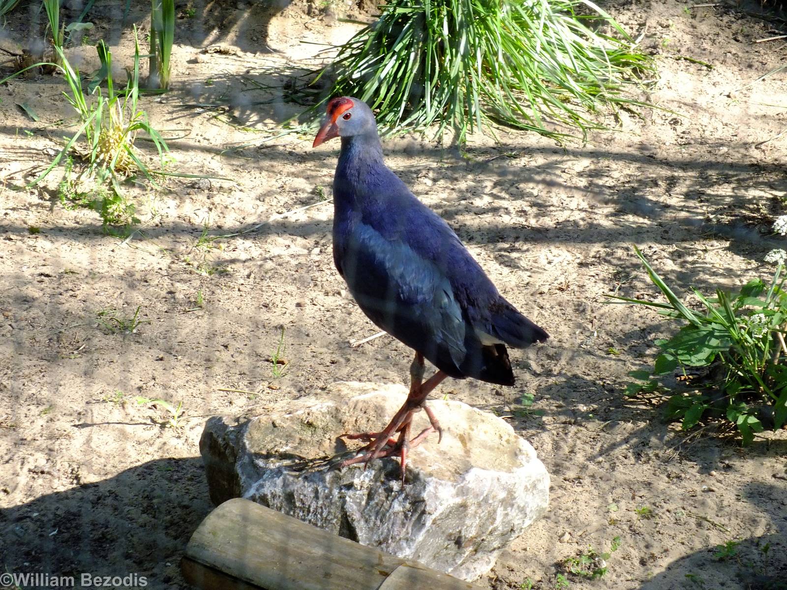 Purple Swamphen