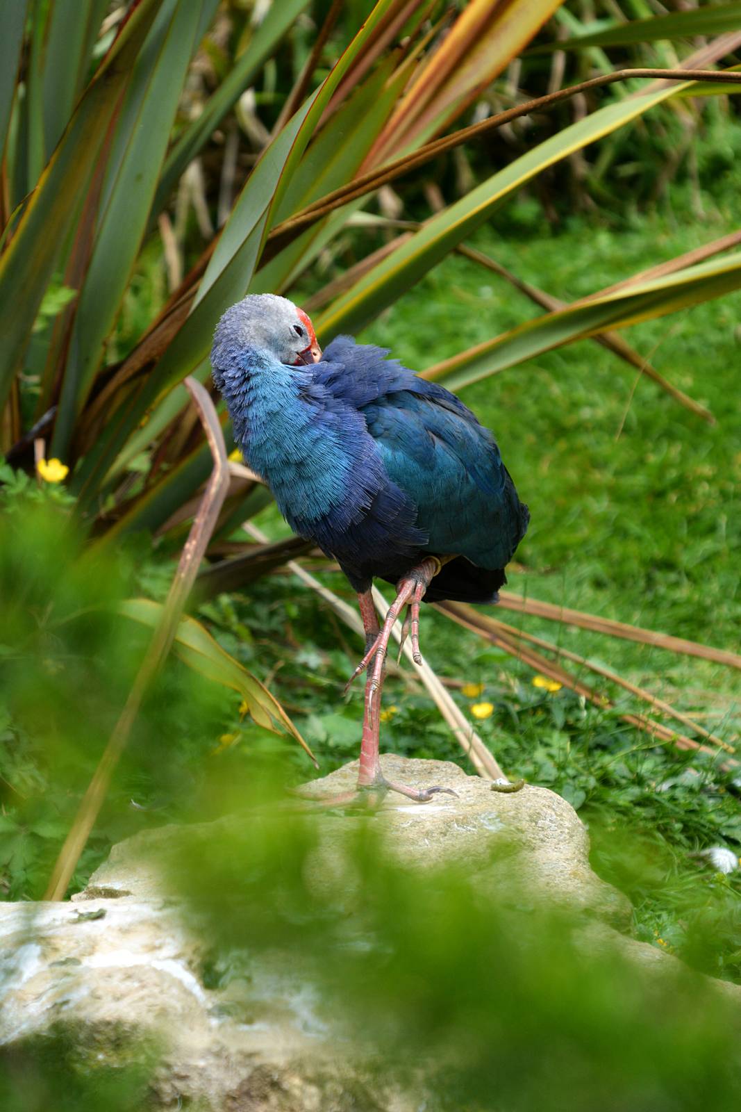 PURPLE SWAMPHEN
