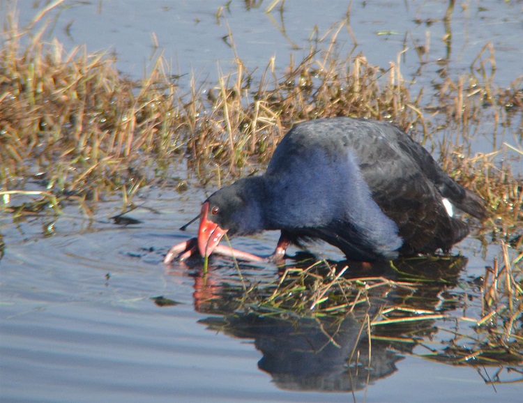 Purple swamphen.