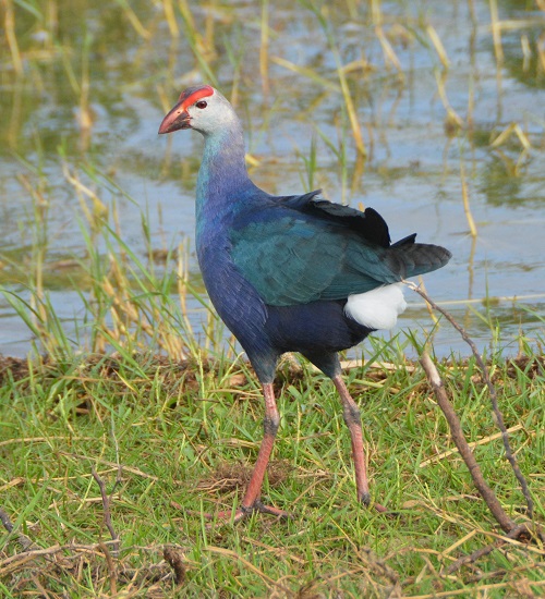 Purple swamphen