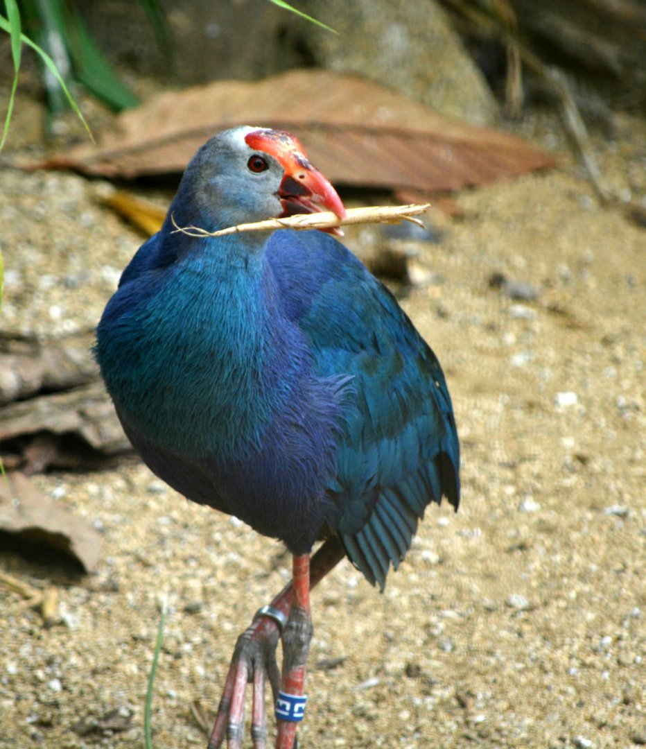 purple swamphen