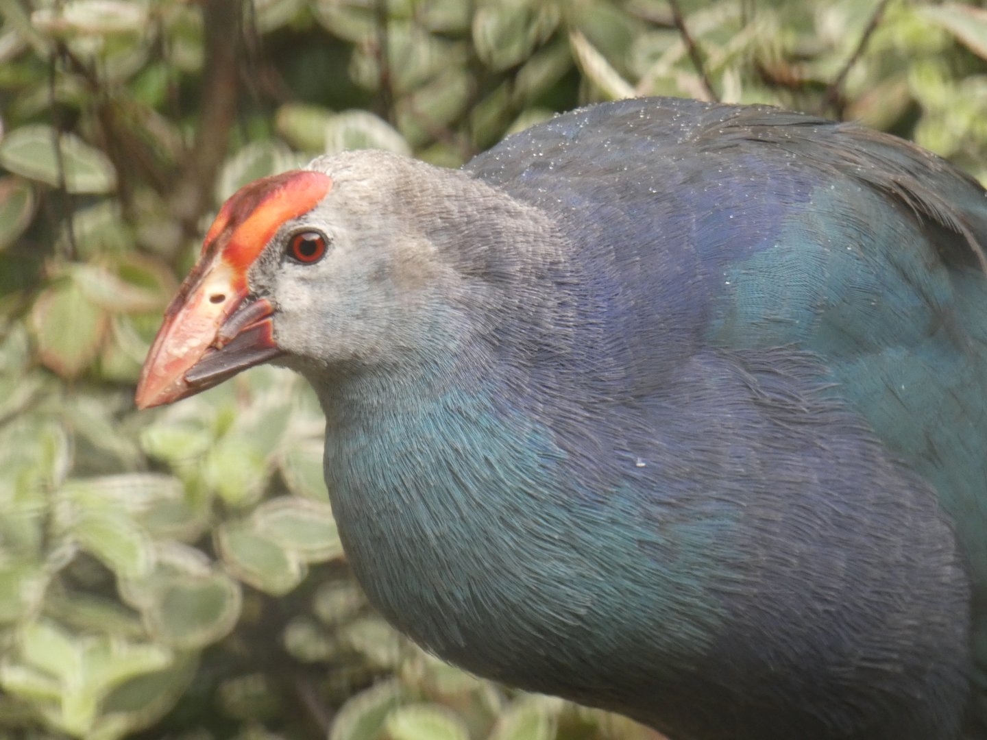 Purple Swamphen