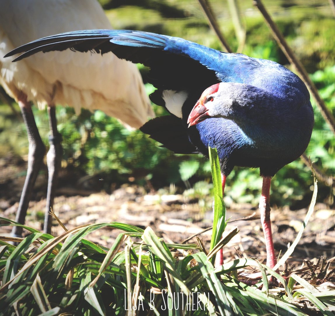 purple swamphen